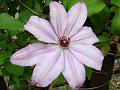 2009-0507-Clematis_1750-15,2C